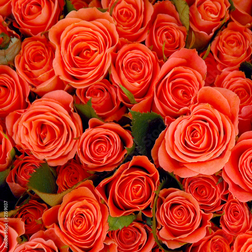 bunch of rose roses.