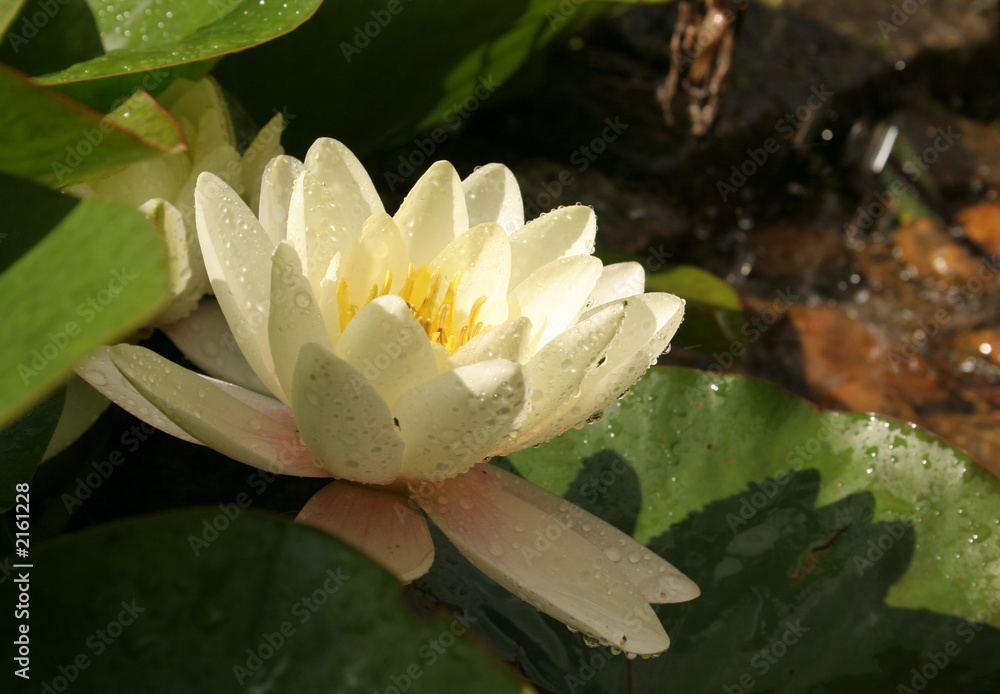 water lily side view with droplets water lily side view with droplets