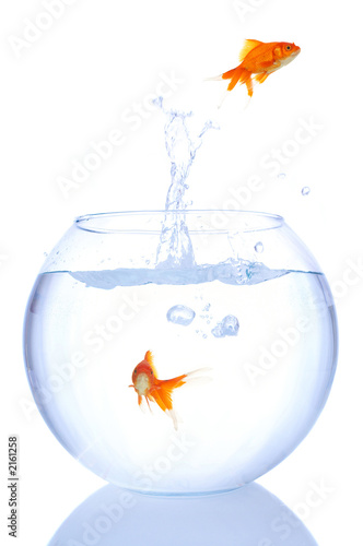 goldfish splash