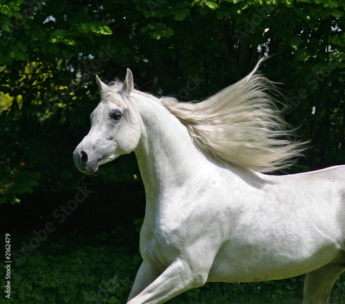 frei wie der wind