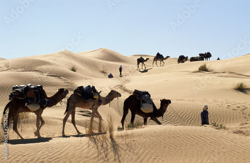 caravanes de dromadaires dans le sahara