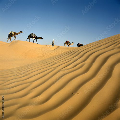 caravane de dromadaires et les dunes du sahara