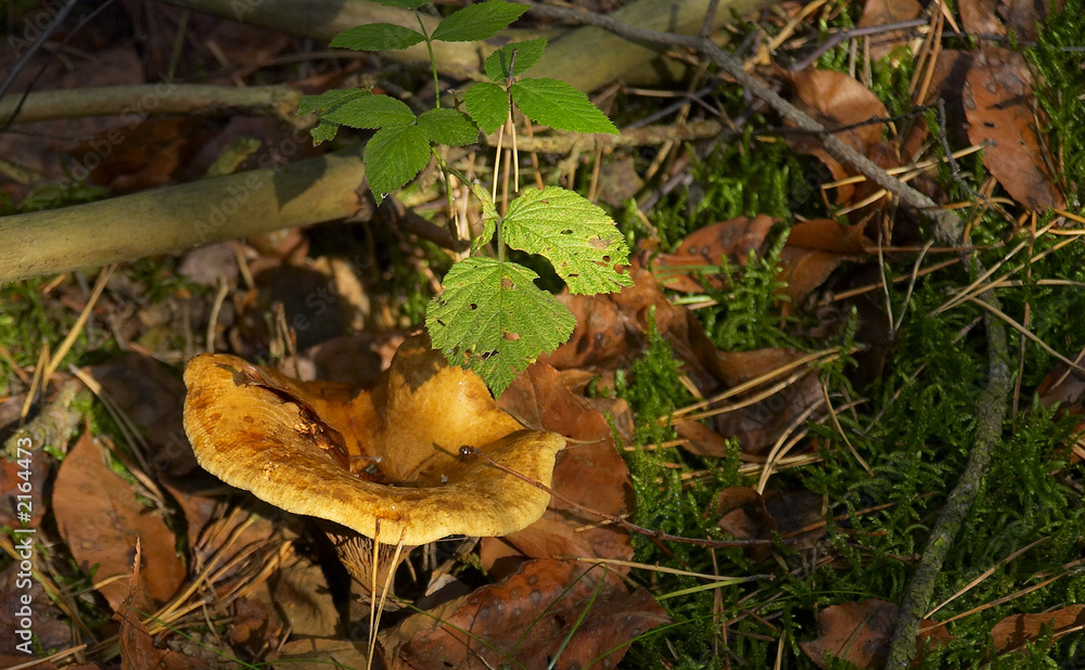 mushroom mushroom