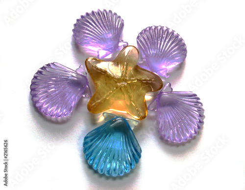 shell photo