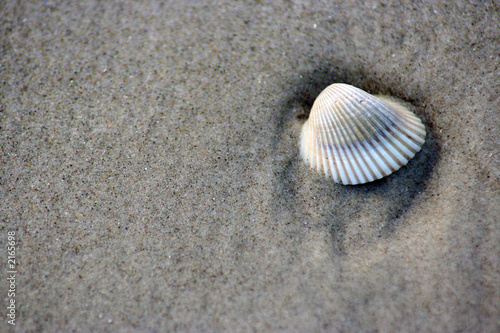 sea shell in the sand