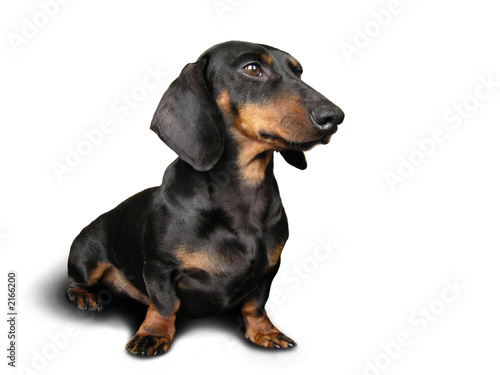 black and brown dog (dachshund) on