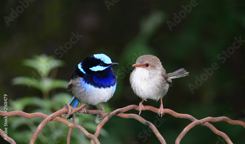 pair of blue fairy  wrens