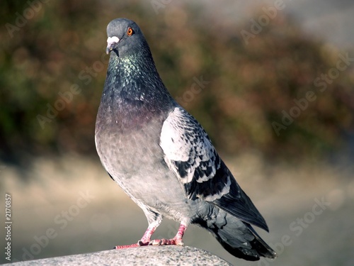 pigeon