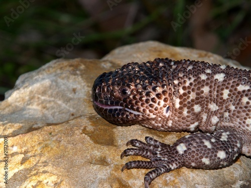 Φωτογραφία beaded lizard