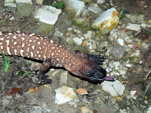 beaded lizard