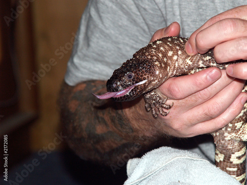 beaded lizard