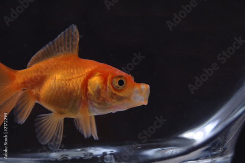 goldfish 15