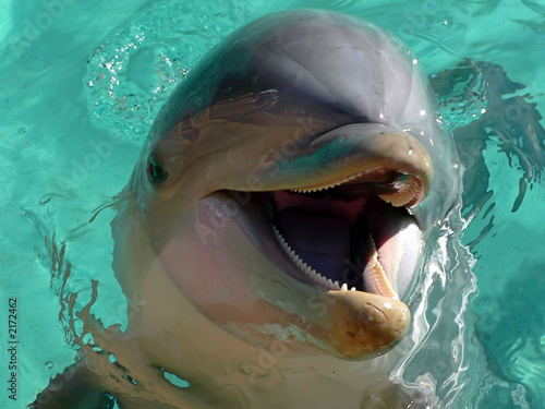 Wallpaper Mural smiling bottlenose dolphin