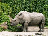 rhinocers