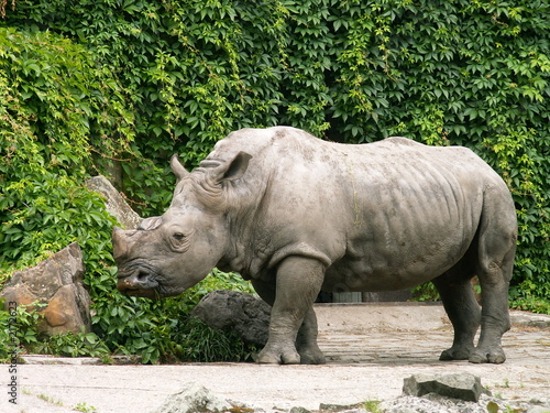 rhinocers
