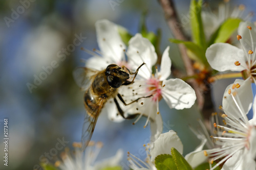 abeille