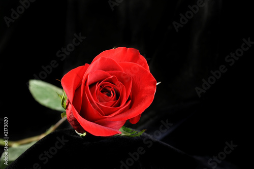 amazing rose