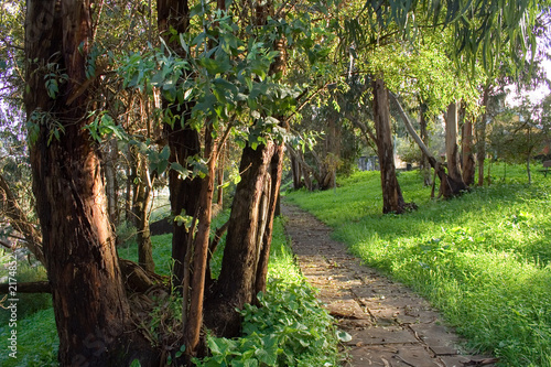 the tree path photo