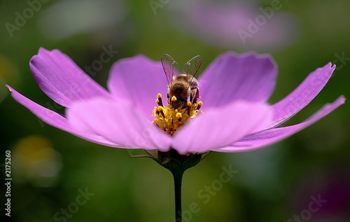 cosmos bee