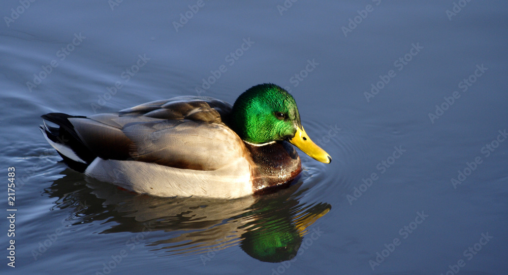 Fototapeta premium colorful mallard