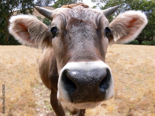 Photography curious cow