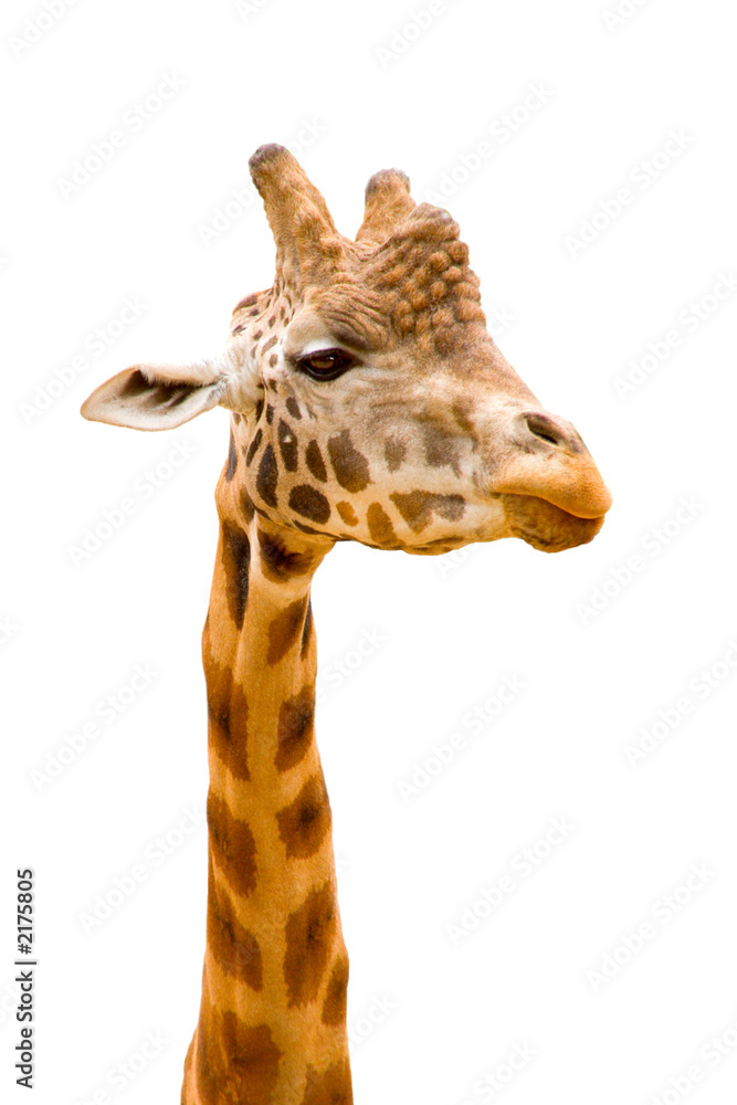 Naklejka premium giraffe