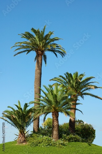 five palms on sky