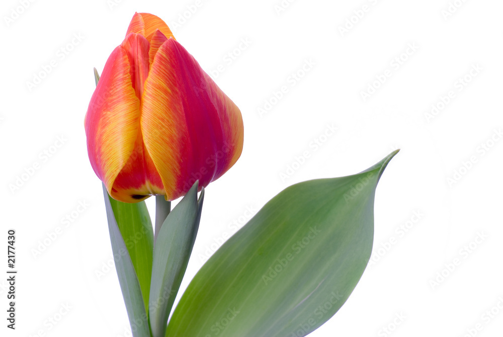 Naklejka premium tulip