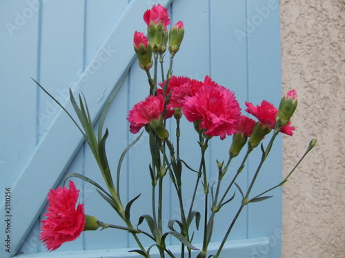 oeillet des fleuristes