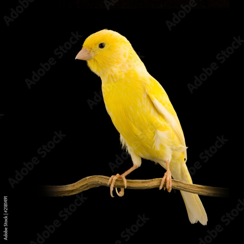 Εκτύπωση καμβά canaris malinois