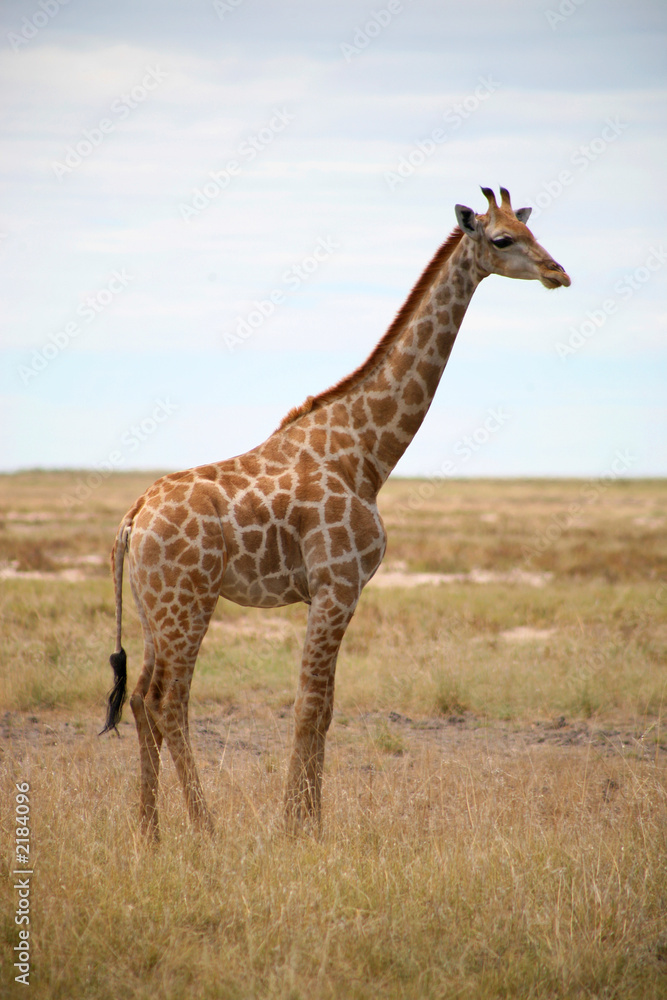 girafes - parc etosha en namibie