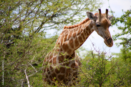 Fototapeta Naklejka Na Ścianę i Meble -  girafes - parc etosha en namibie