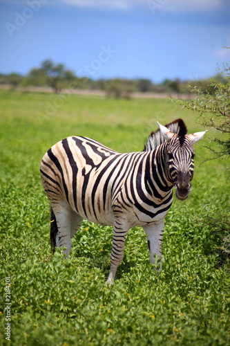 z  bre - etosha park - namibie