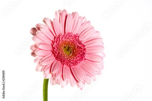 gerbera