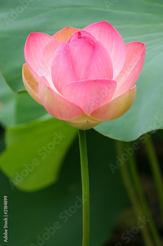 pink lotus