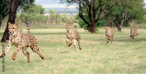 Fototapeta cheetah running sequence
