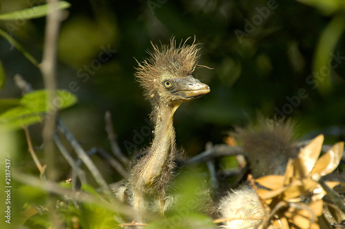 baby egret in nest