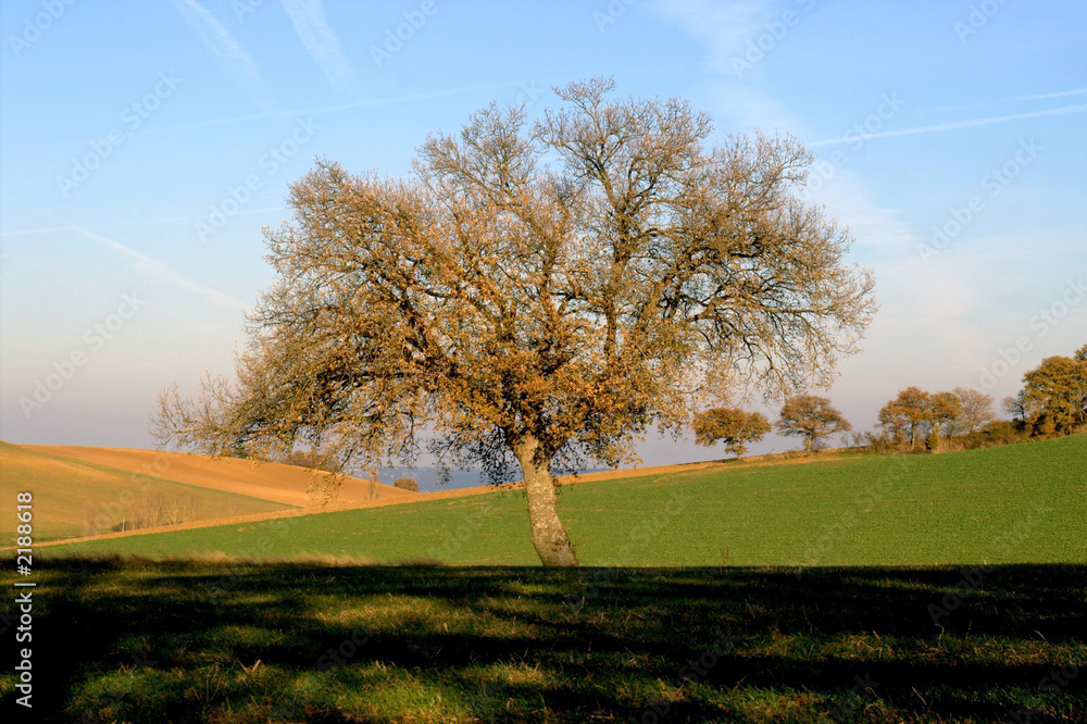 Obraz premium l'arbre penché