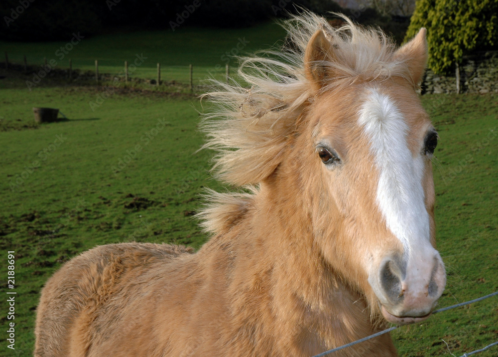 Obraz premium palomino 01