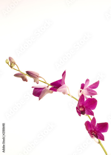 pink orchid
