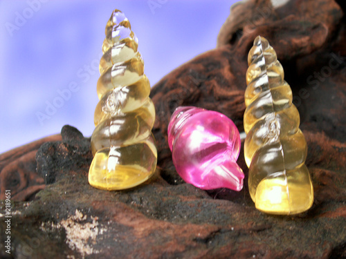 shell photo