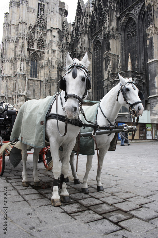 Fototapeta premium wiener fiaker