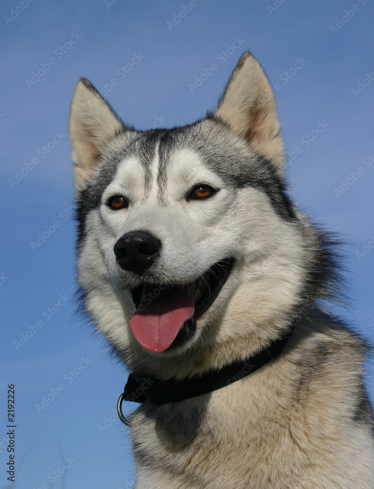 joyeux husky