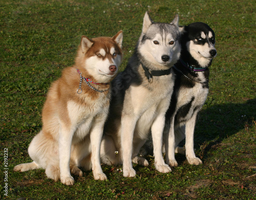 trois huskys