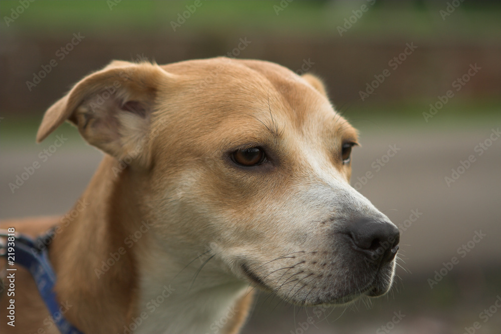 wary dog wary dog