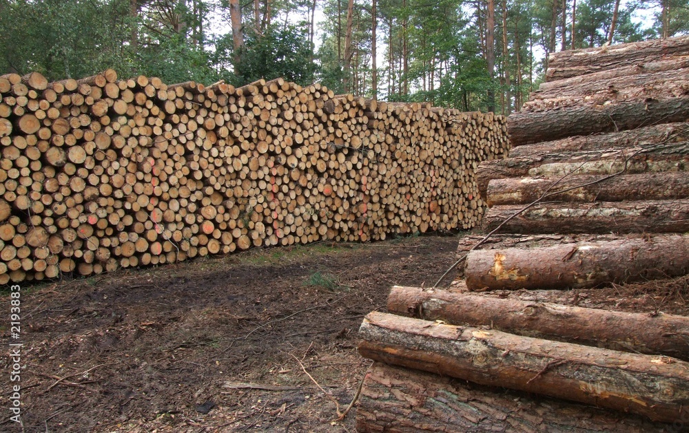 gefälltes holz