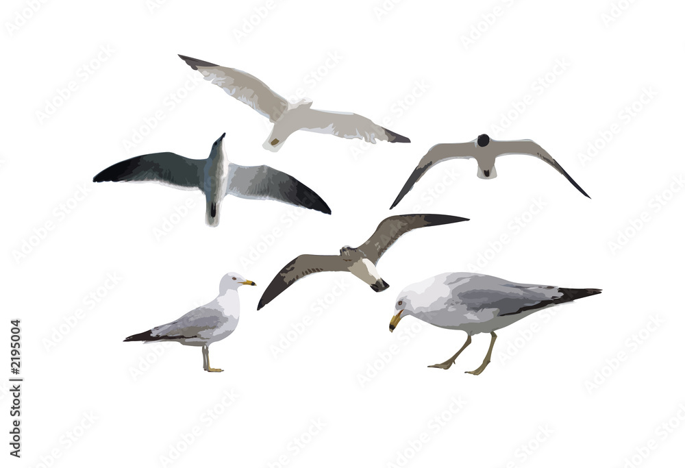 Naklejka premium six gulls