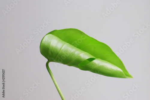 young leaf