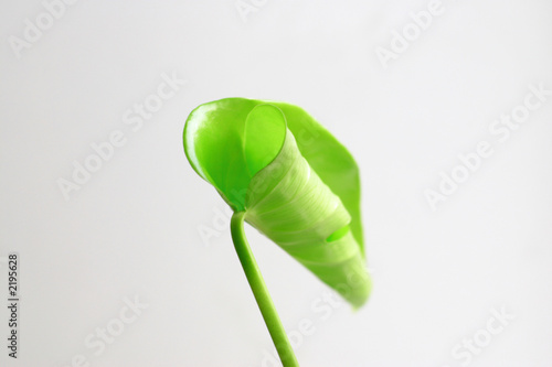blossomed leaf