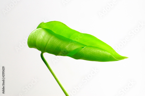 leaf